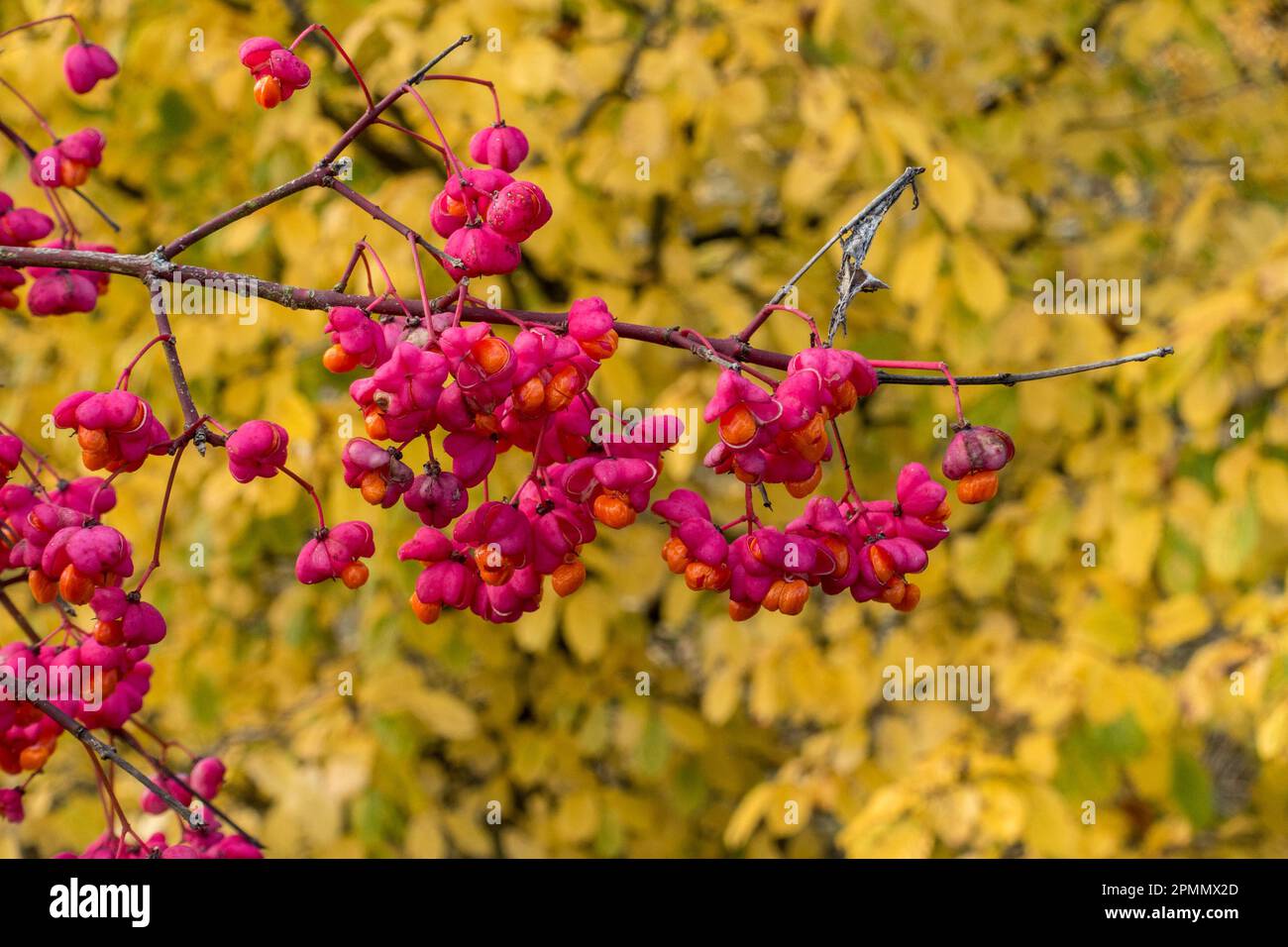 Red spindle (Euonymus europaeus) berries in Autumn Stock Photo