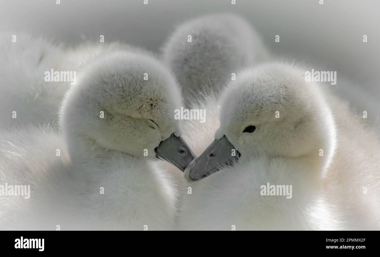 THE MOST ADORABLE images of a newborn swan, a cygnet, in its pristine white colour have been captured in Bedford. Stock Photo