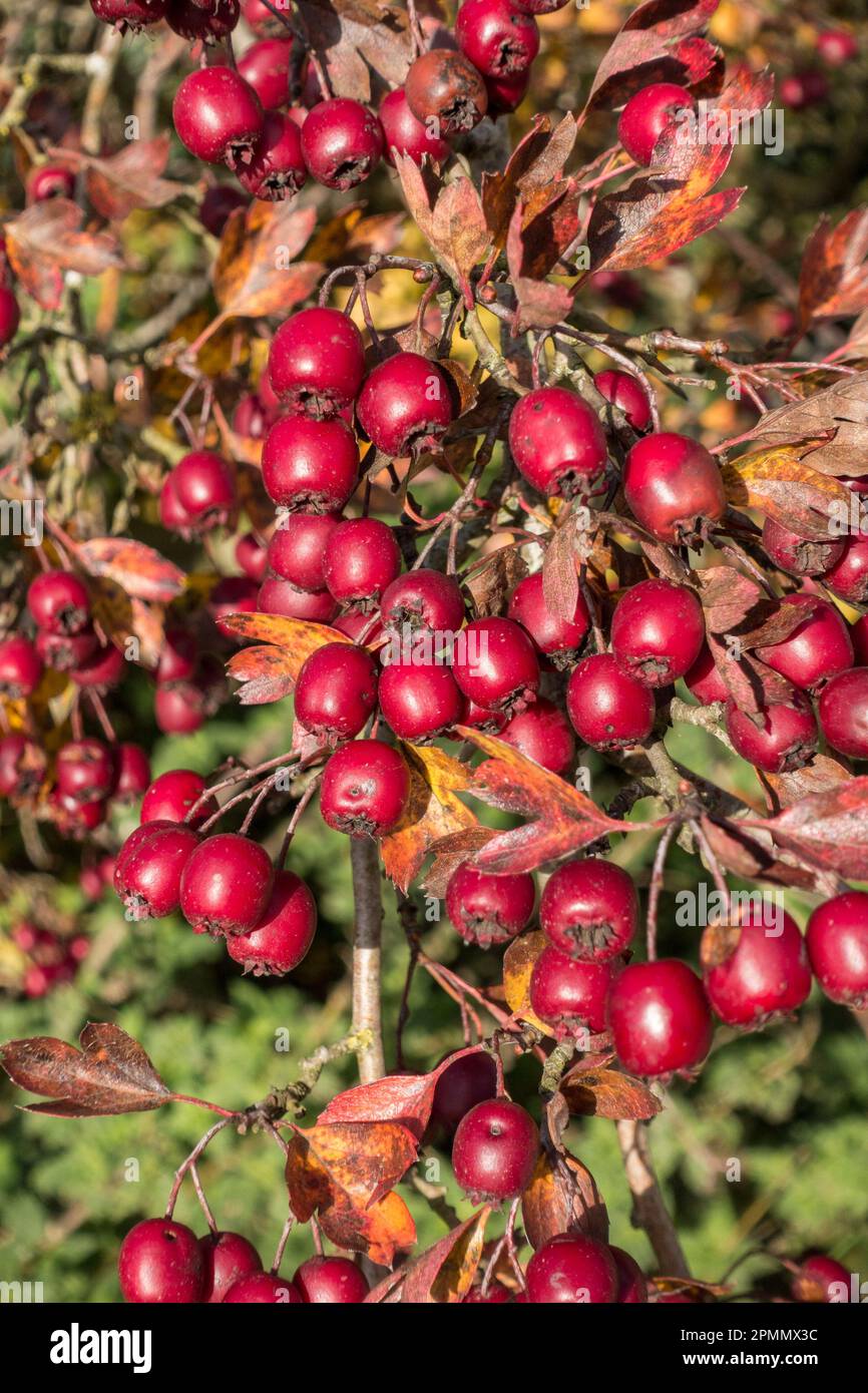 Bright red Common Hawthorn (Crataegus monogyna) berries in Autumn