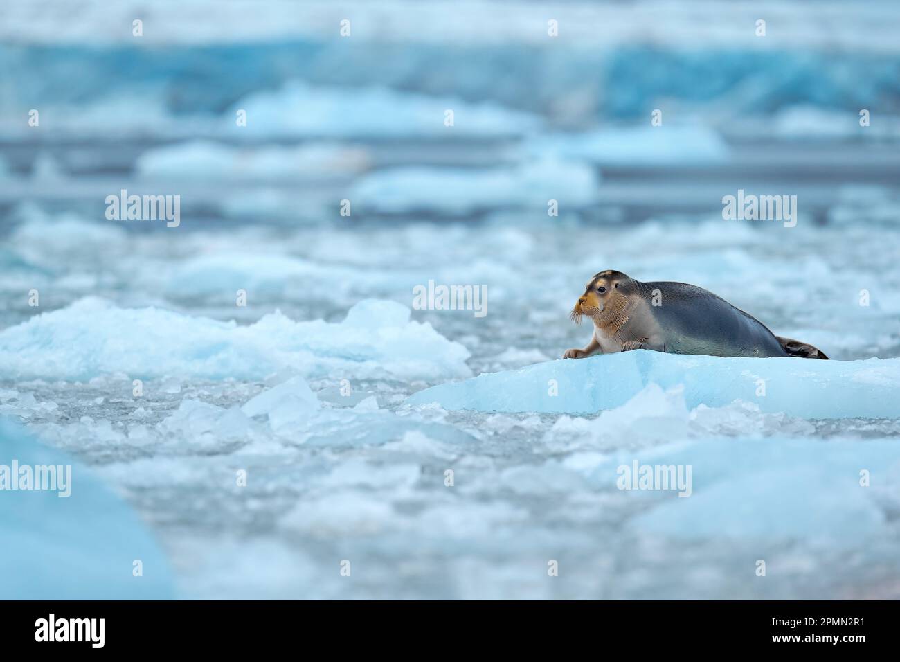 Arctic Nature Snowy Wildlife Cute Seal In The Arctic Snowy Habitat Arctic Nature Snowy Wildlife Cute Seal In The Arctic Snowy Habitat