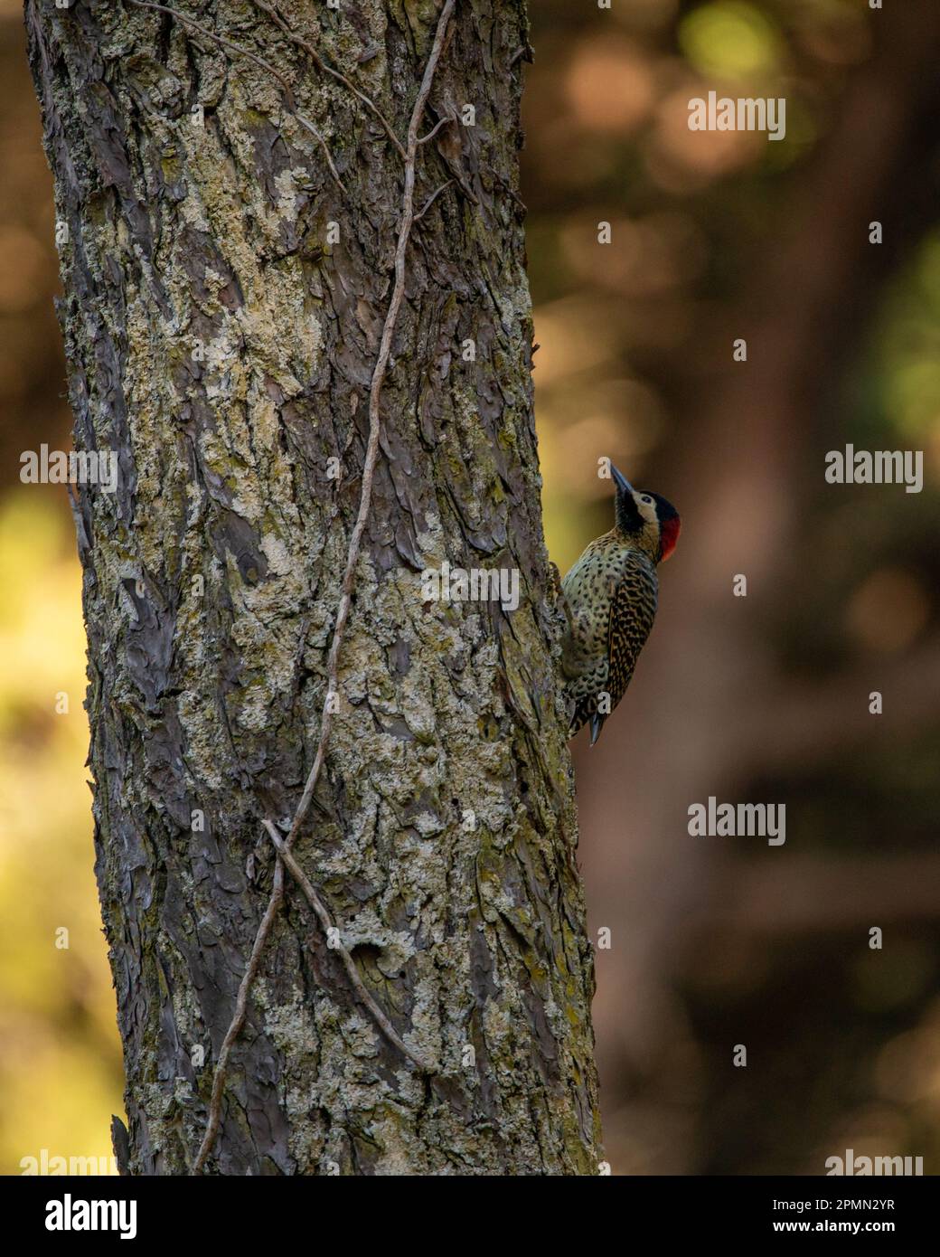 Native fauna of argentina hi-res stock photography and images - Alamy