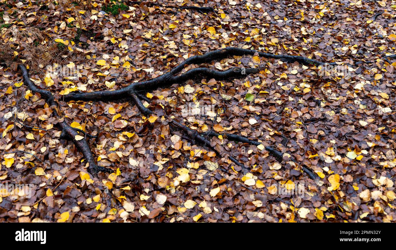 Tree roots, Holme Fen, Nature Reserve Stock Photo