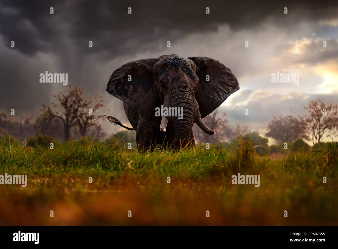 African elephant big sun sunset hi-res stock photography and images - Alamy