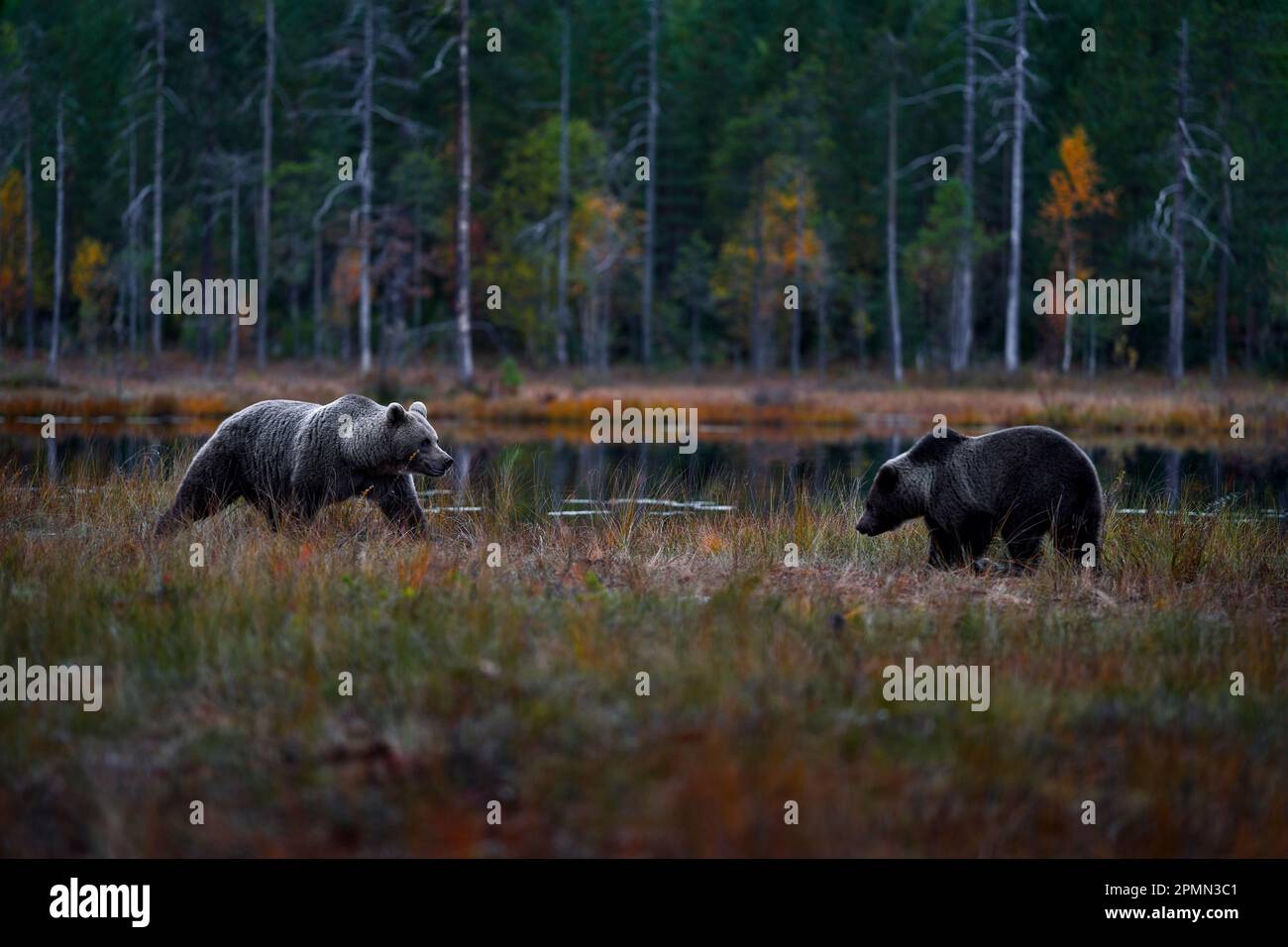 Autumn nature. Bear wide angle lens in yellow forest. Fall trees with