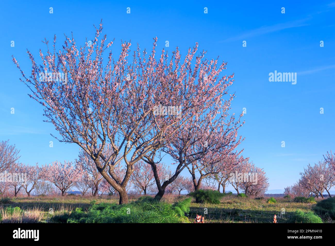 SPRINGTIME. Alta Murgia National Park: almond tree in bloom  in Apulia, Italy. Stock Photo