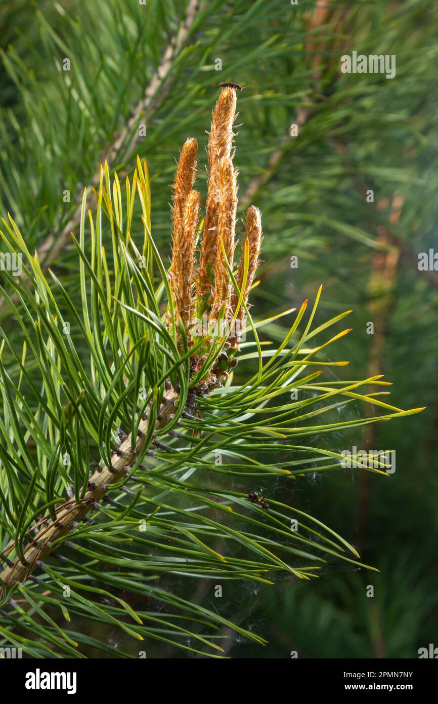 Ponderosa pine branch hi-res stock photography and images - Alamy