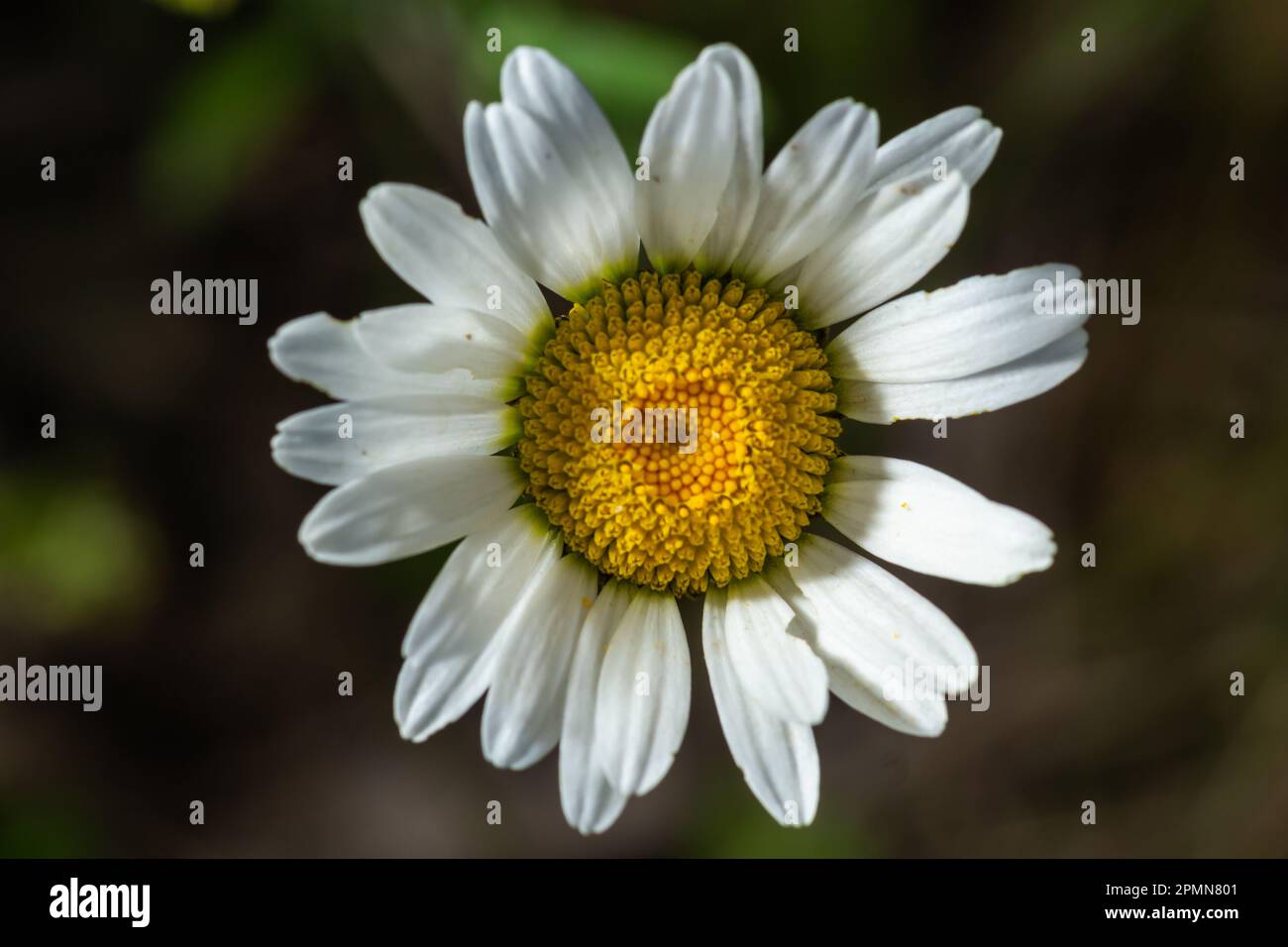 Blooming chamomile. Oxeye daisy, Leucanthemum vulgare, common, dog or