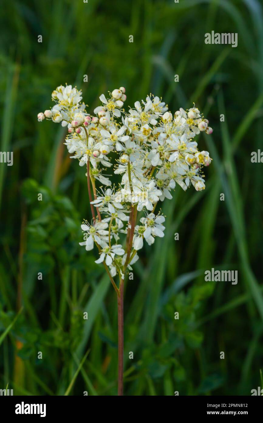 Dropwort, Filipendula vulgaris, also known as Fern-leaf Dropwort. A wild flower found in dry pastures across Europe. Stock Photo