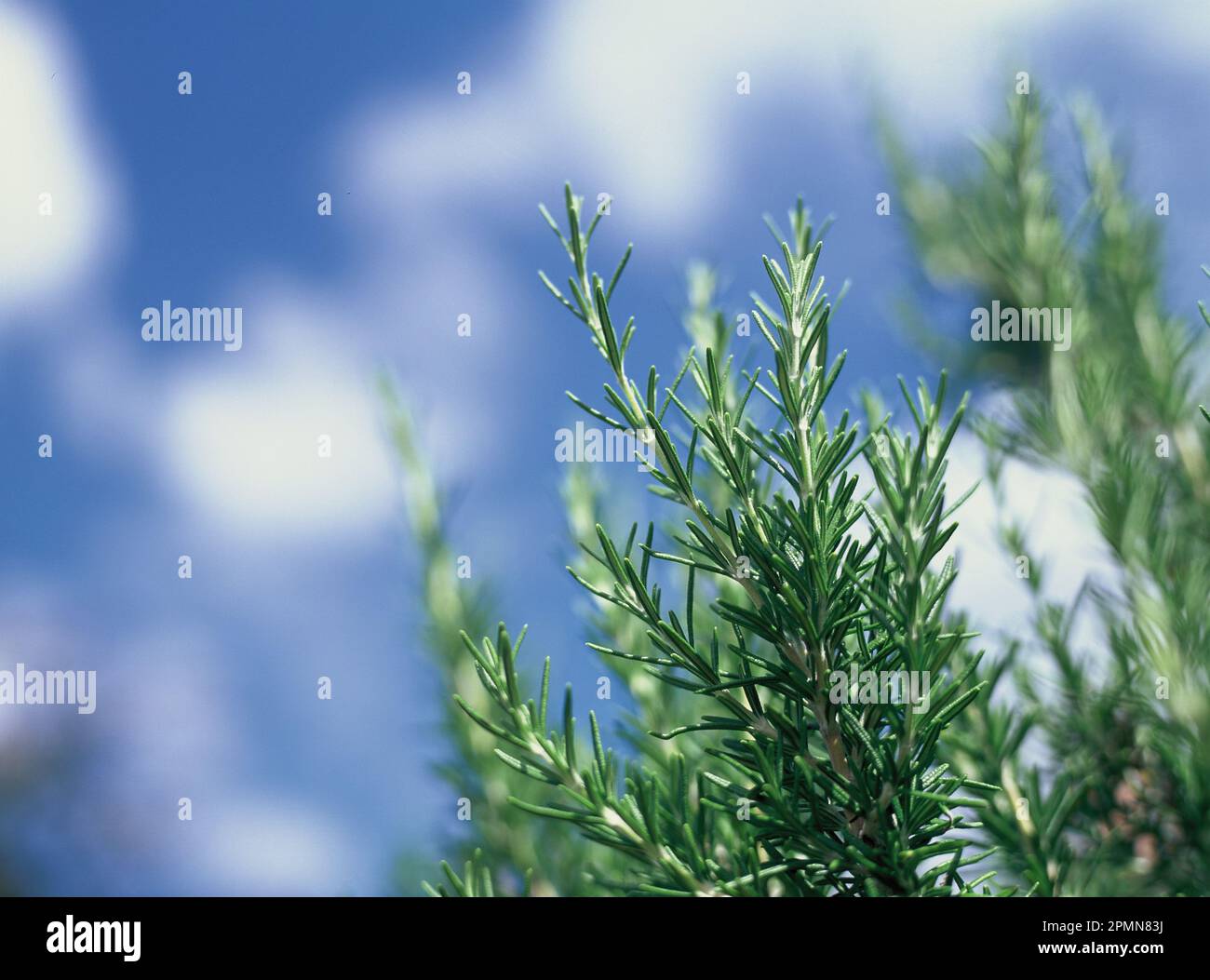 Herbal Plant. Rosemary. (Salvia rosmarinus) Stock Photo