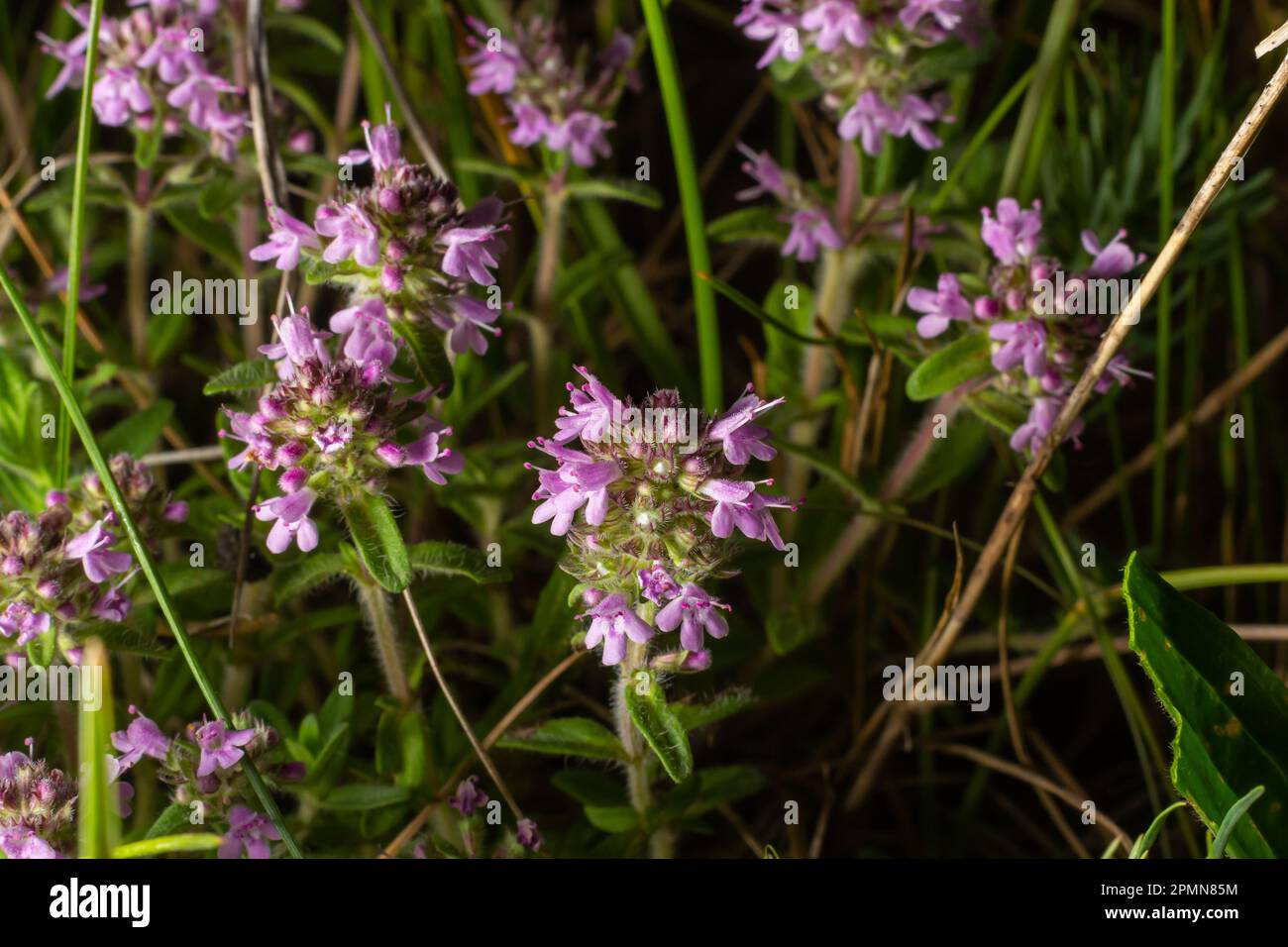 The macrophoto of herb Thymus serpyllum, Breckland thyme. Breckland wild thyme, creeping thyme