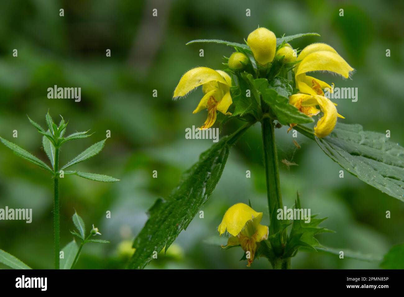Lamiastrum galeobdolon other name Galeobdolon luteum, perennial yellow flowering herb .blossoms of yellow archangel in spring, green background. Stock Photo