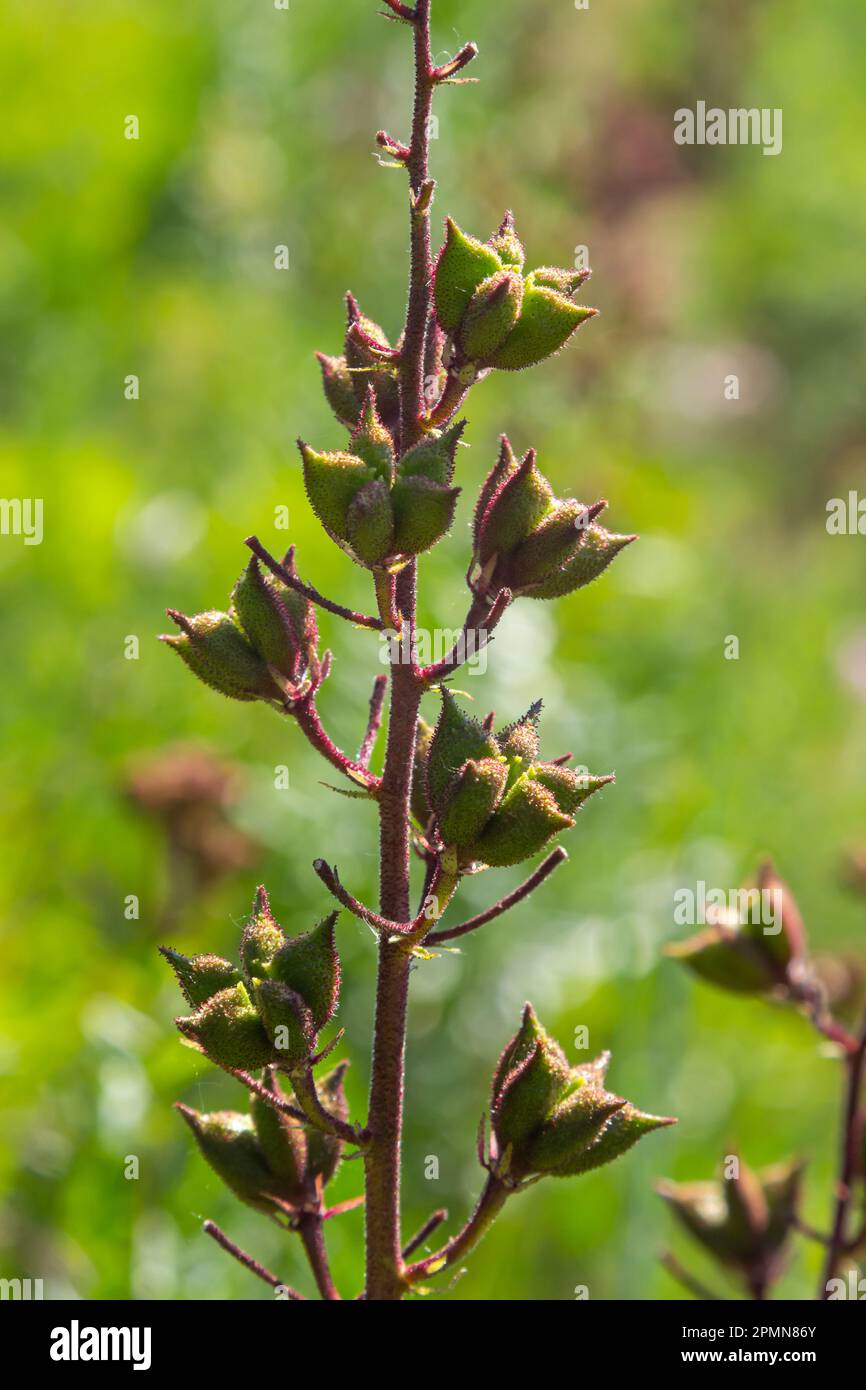 Seeds on stalks Dictamnus Albus is a genus of flowering plant in the family Rutaceae. The flowers white with purple veins or pink, reddish, lilac with Stock Photo