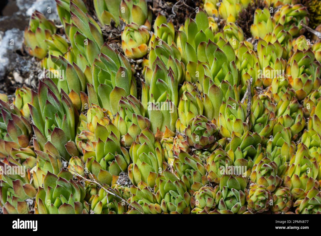 Sempervivum tectorum, common Houseleek. Perennial plant growing in flower pot. Sempervivum in nature. Liveforever plant, succulent. Stock Photo