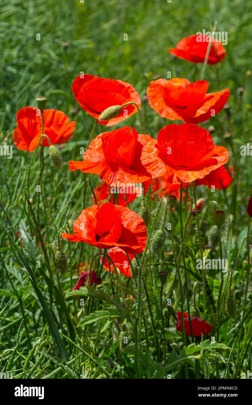 Common names for Papaver rhoeas include corn poppy, corn rose, field, Flanders, red or common poppy. Stock Photo