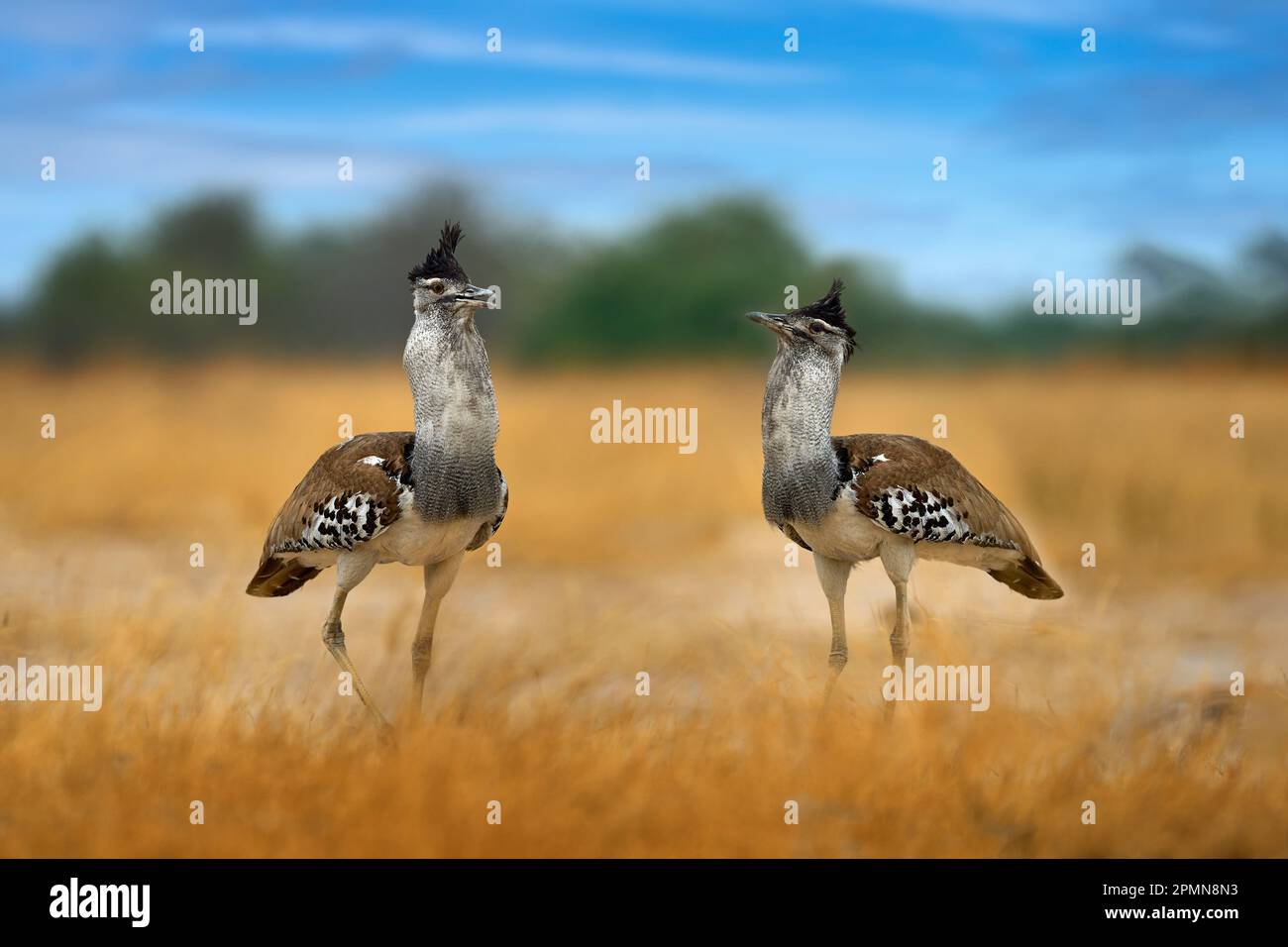 Kori Bustard Ardeotis Kori Largest Flying Bird Native To Africa Bird In The Grass Evening 1189