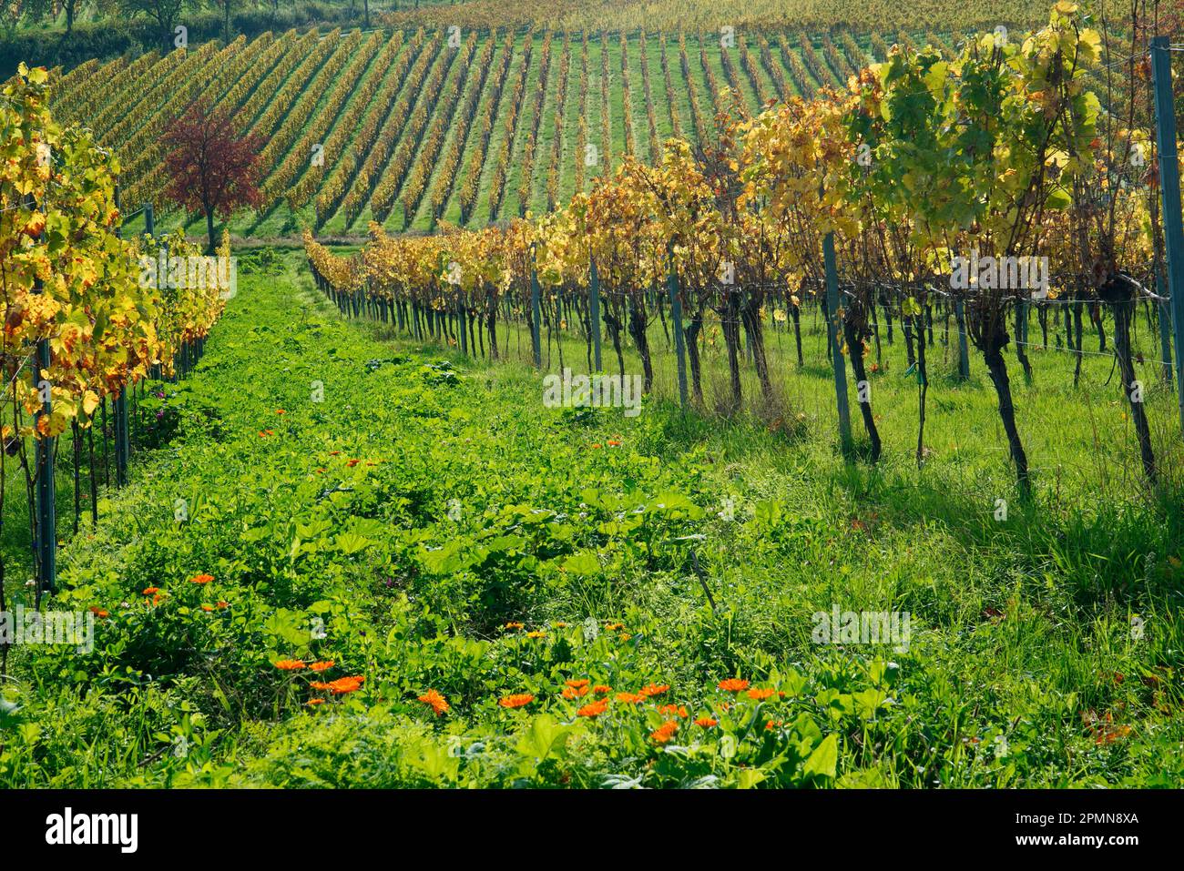 Vineyard, Maikammer, Southern Wine Route, Rhineland-Palatinate, Germany Stock Photo