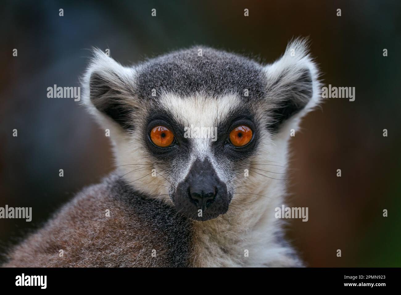 Lemur face, close-up portrait of Madagascar monkey. Ring-tailed Lemur ...