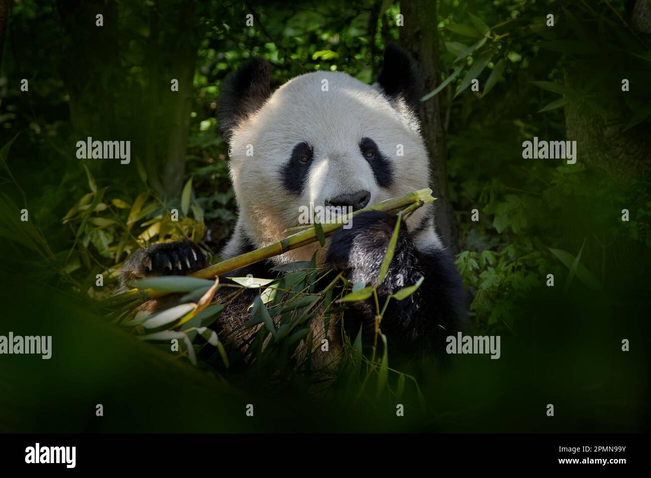 Panda bear behaviour in the nature habitat. Portrait of Giant Panda, Ailuropoda melanoleuca, feeding on bamboo tree in green vegetation. Detail portra Stock Photo