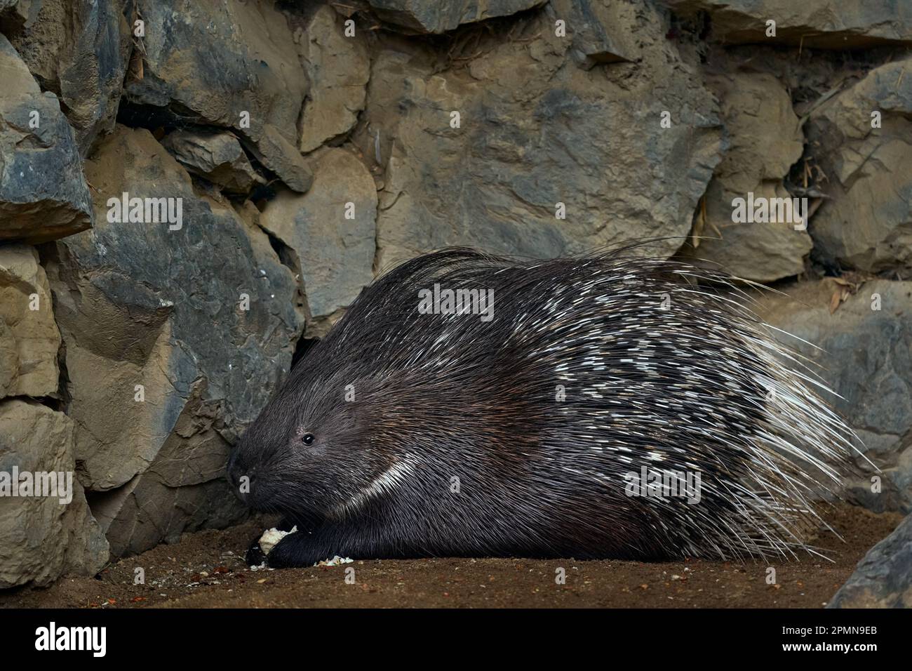Crested porcupime, Hystrix indica, in the nature rock habitat. cute animal in nature, India in Asia. Prickle quill black animal. Cute mammal in nature Stock Photo