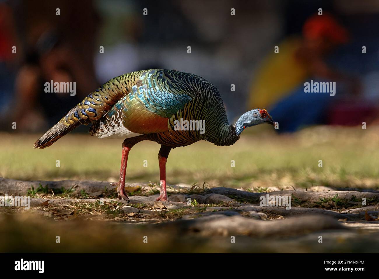 Gutemala nature. Ocellated turkey, Meleagris ocellata, rare bizar bird