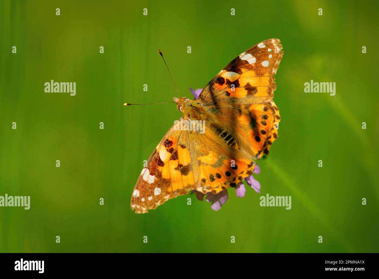 Vanessa cardui, most widespread of all butterfly species. Butterfly ...