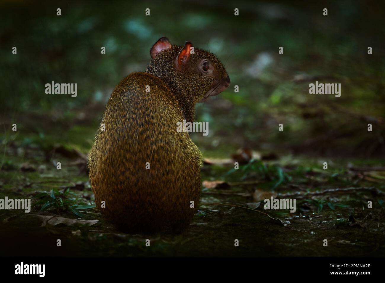 Wildlife Costa Rica. Agouti in the tropical forest. Animal in nature habitat, green jungle. Big wild mouse in green vegetation. Animal from Costa Rica Stock Photo