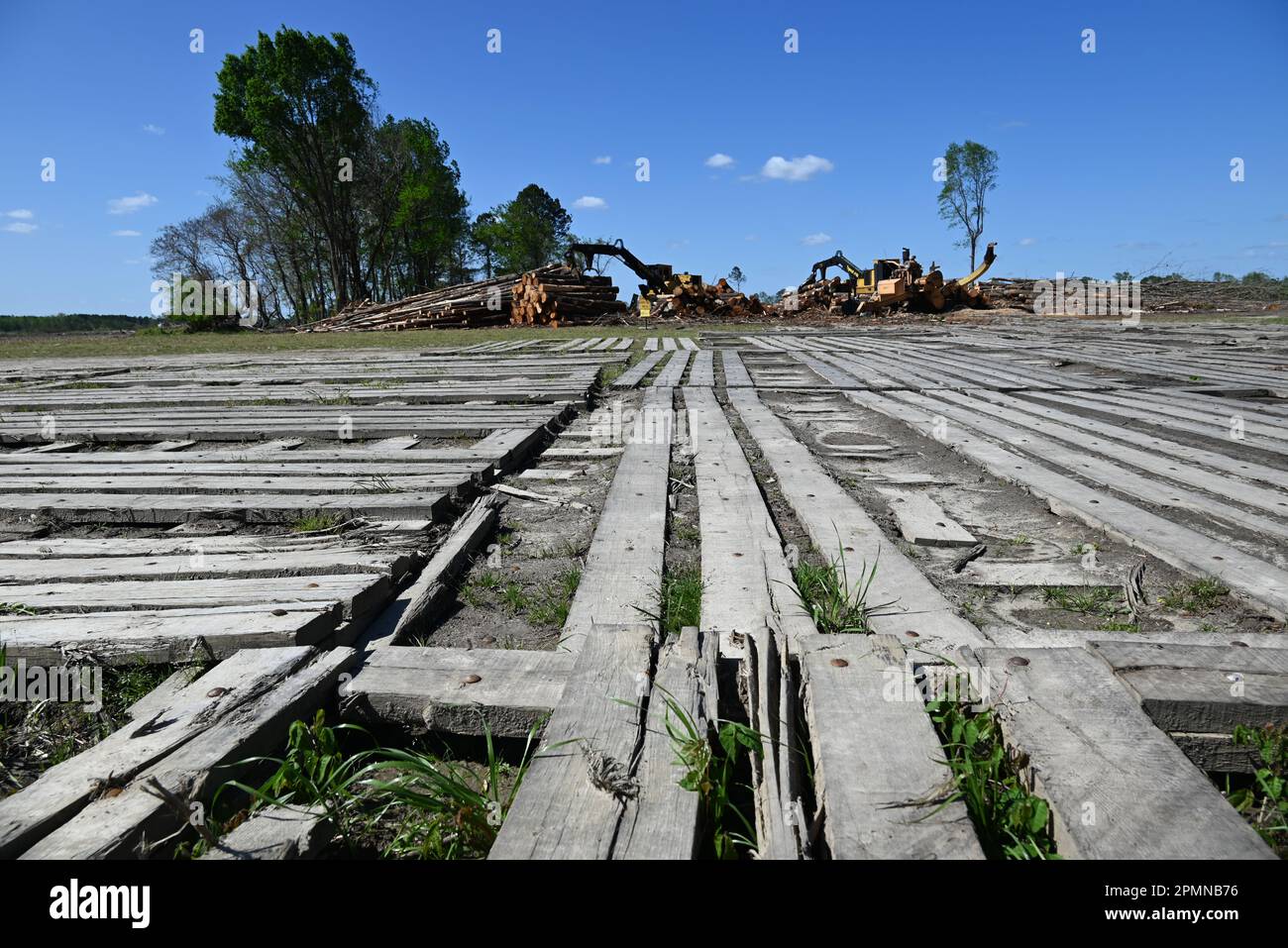 A stand of trees is clear cut in eastern North Carolina to be turned ...
