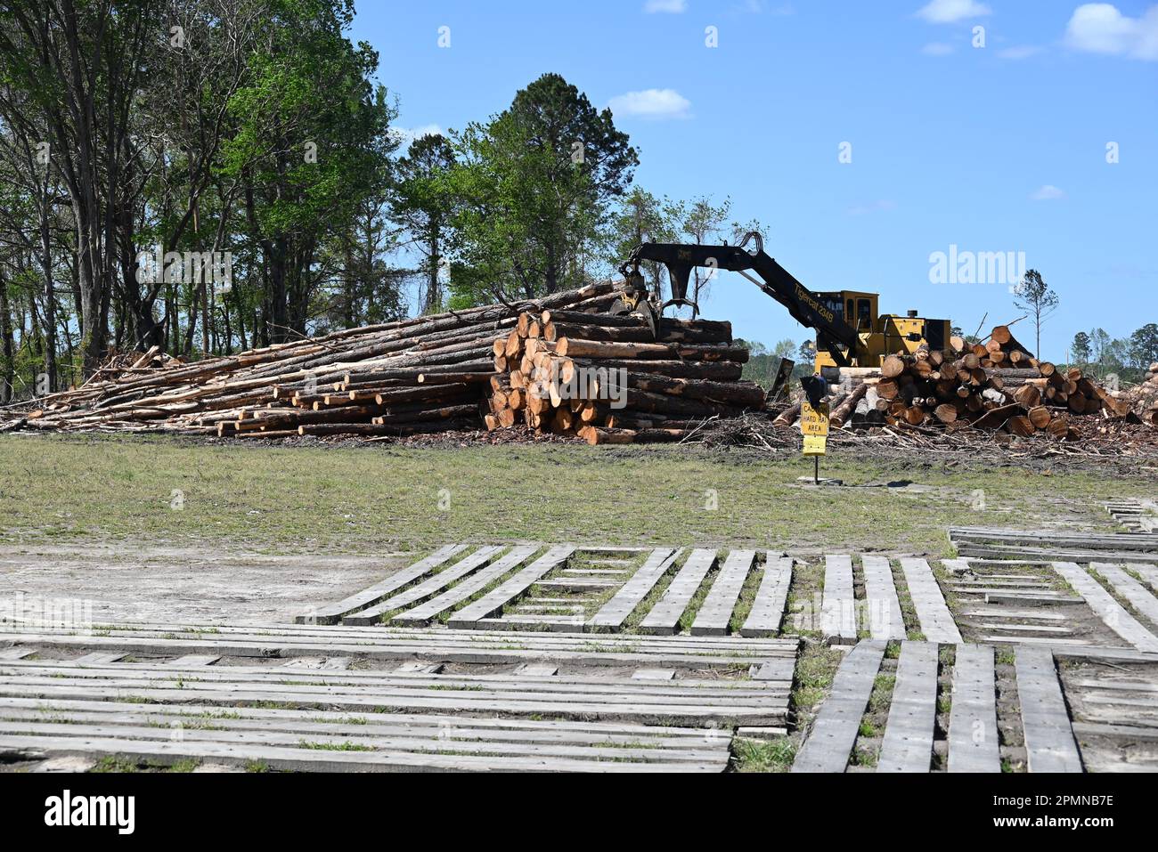 A stand of trees is clear cut in eastern North Carolina to be turned ...