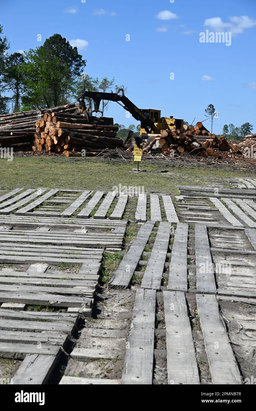 A stand of trees is clear cut in eastern North Carolina to be turned ...
