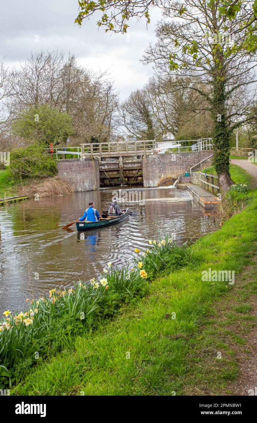 Couple canoeing kayaking along the Ripon canal with two dogs onboard near the North Yorkshire city of Ripon Stock Photo