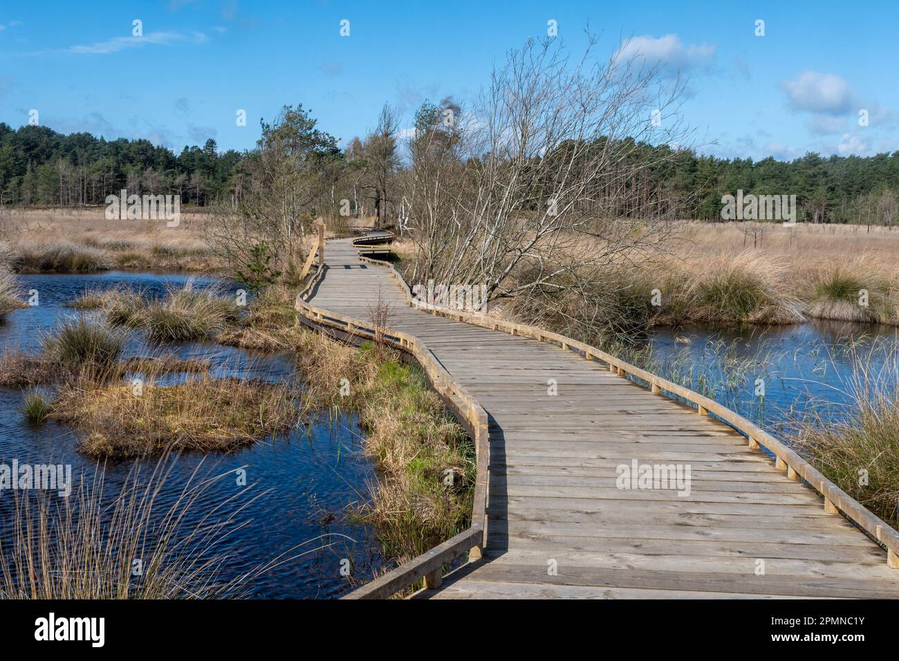 New replacement boardwalk at Thursley Common National Nature Reserve, Surrey, England, UK, in April 2023, following the 2020 fire Stock Photo
