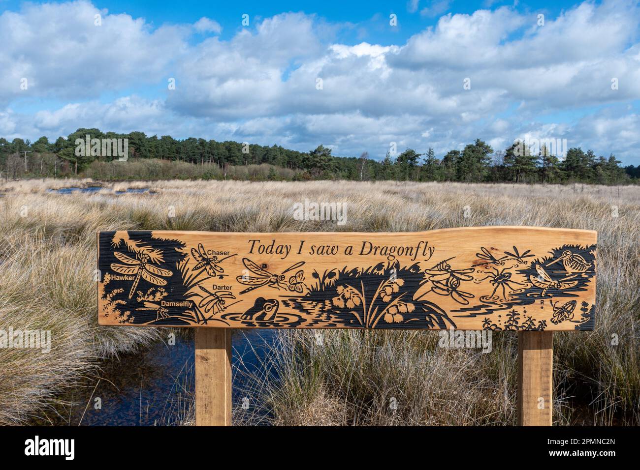 The dragonfly trail at Thursley Common National Nature Reserve, Surrey, England, UK, in April 2023, which follows a boardwalk over the wetland area Stock Photo