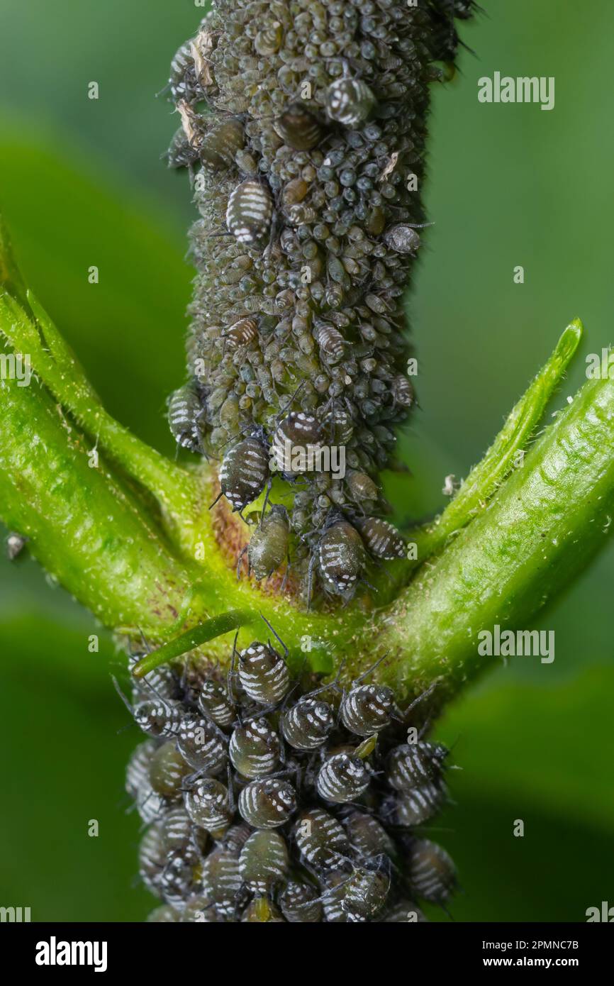 Aphids curled foliage, close up Leaf curled on cherry tree, Prunus sp ...