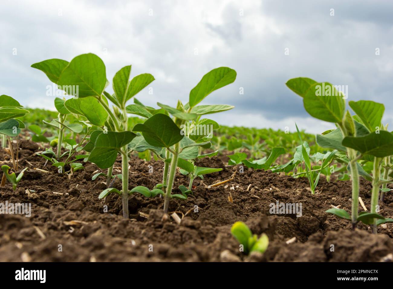 Soybean crop rows hi-res stock photography and images - Alamy
