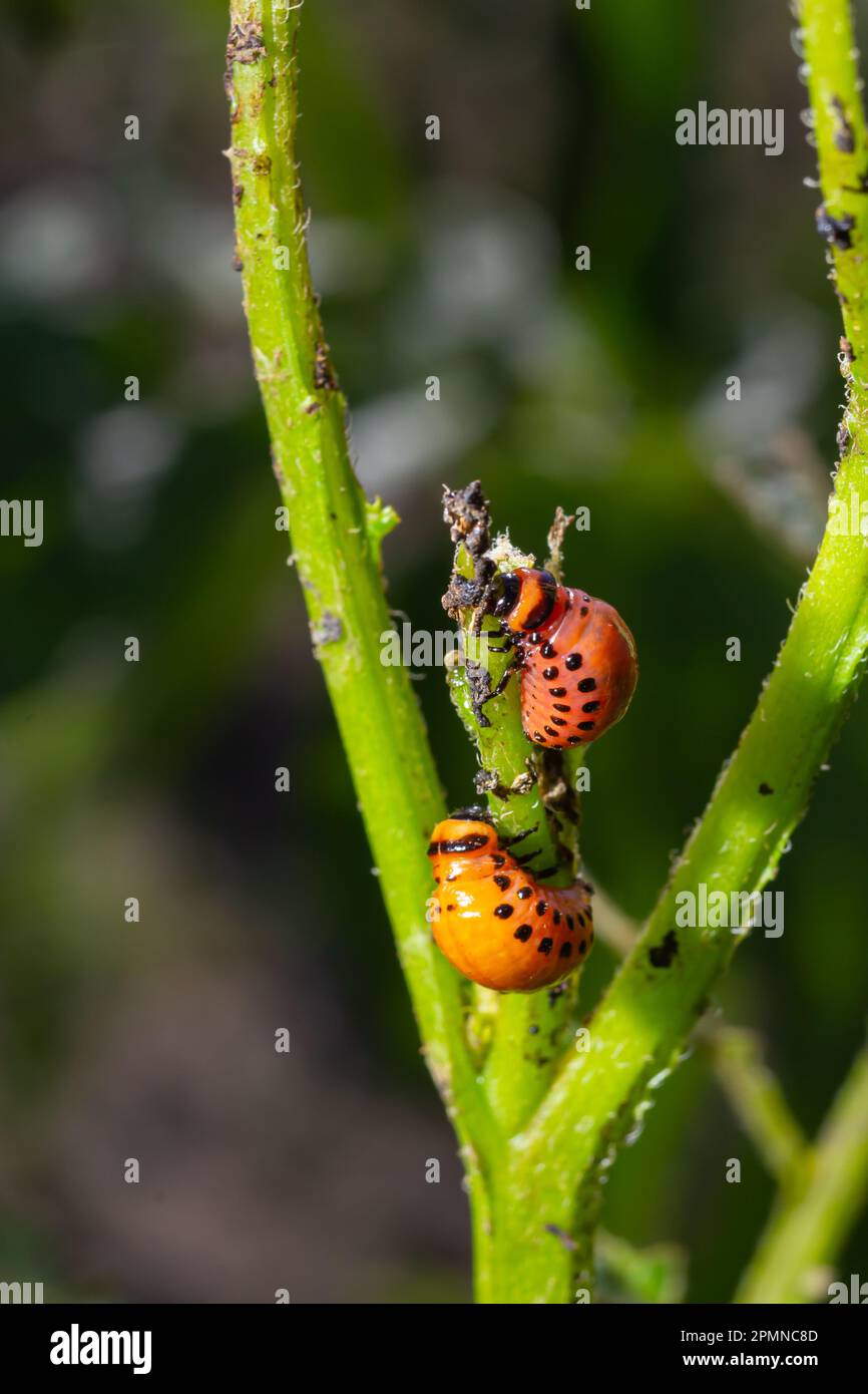 Colorado potato beetle - Leptinotarsa decemlineata on potato bushes ...