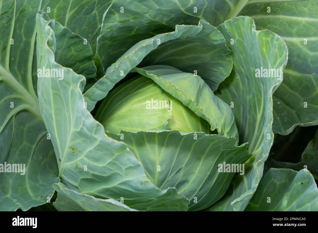 young cabbage grows in the farmer field, growing cabbage in the open field. agricultural business. Stock Photo