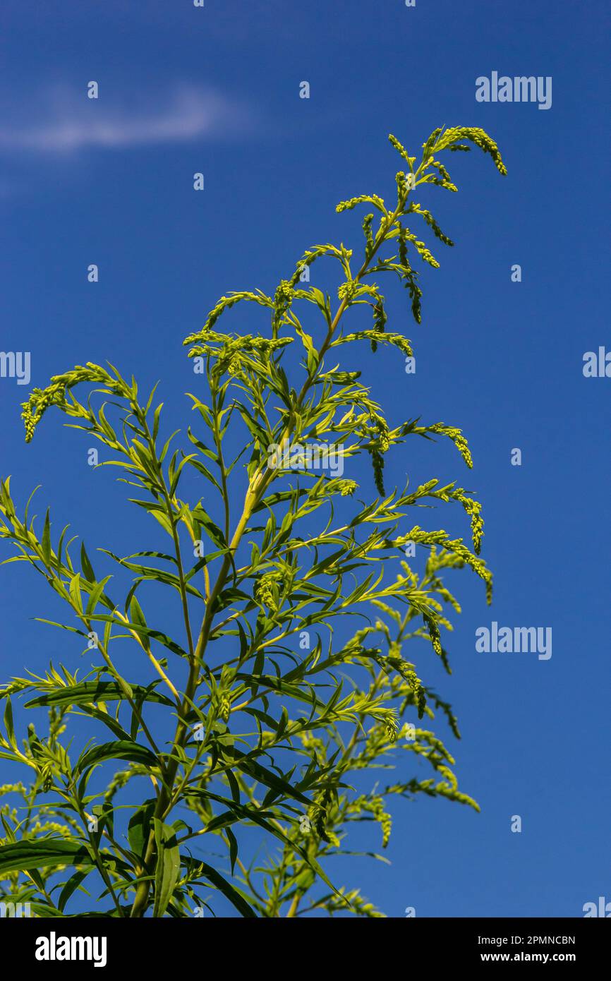 Solidago canadensis, known as Canada goldenrod or Canadian goldenrod
