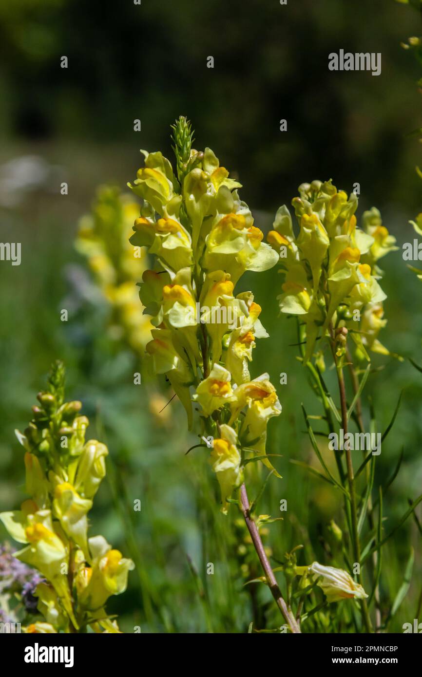 Linaria vulgaris, names are common toadflax, yellow toadflax, or butter