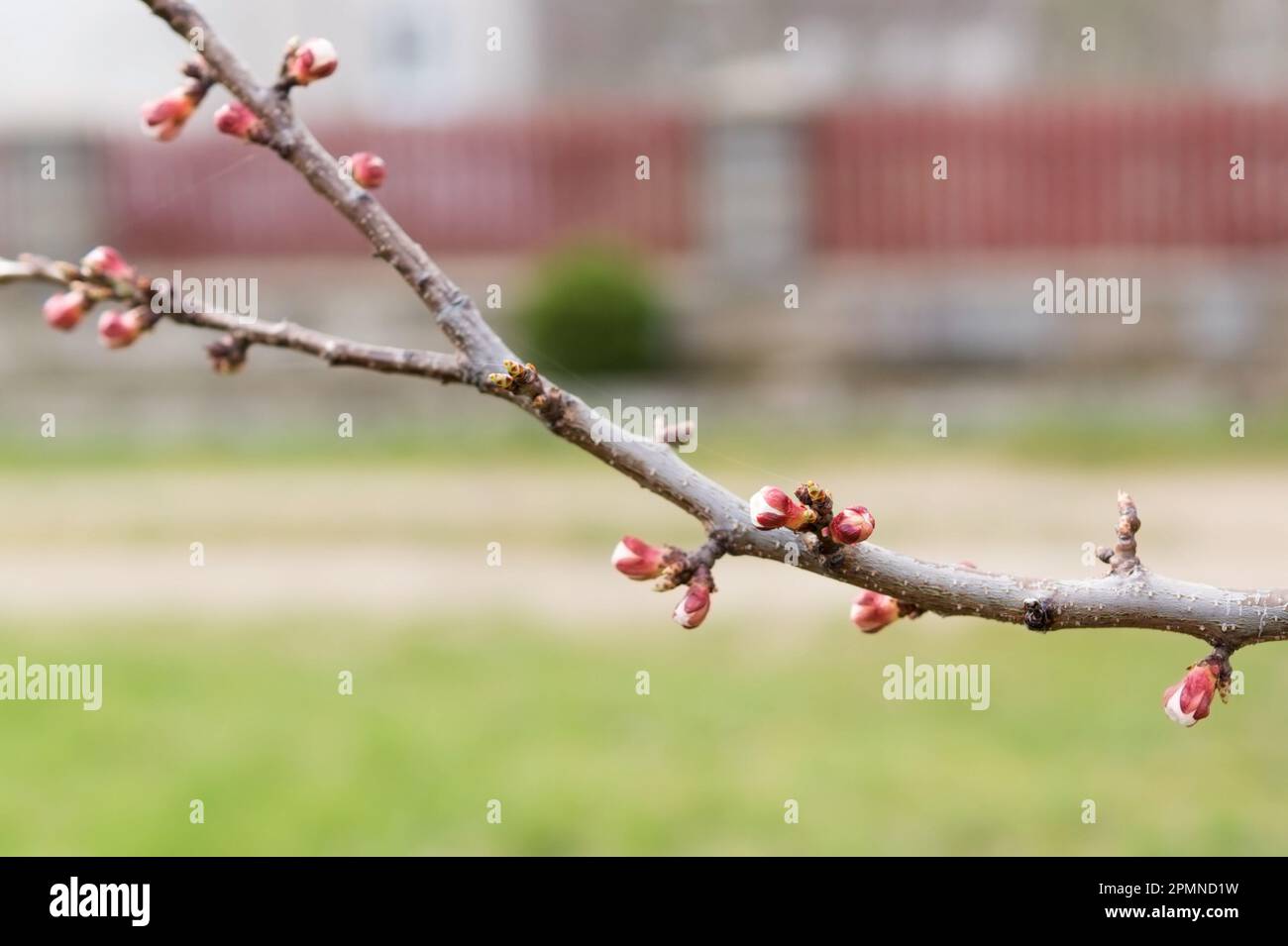 Branch of an apricot tree with pink buds . Fruit trees near house. Spring awakening of nature. Gardening. Stock Photo