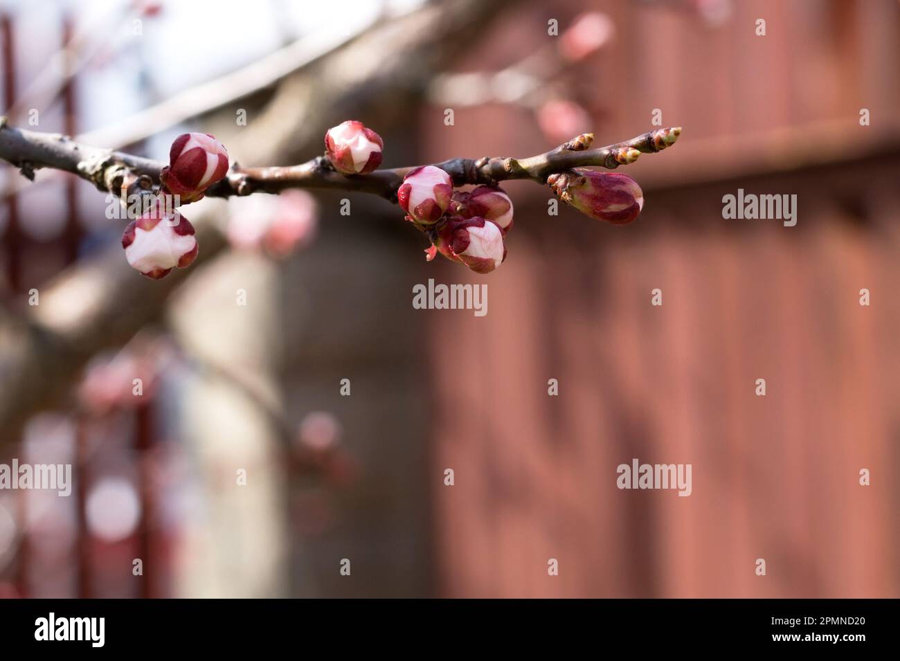 Buds on a branch of an apricot tree. Fruit trees in the garden. Spring awakening of nature. Gardening. Copy space. Stock Photo