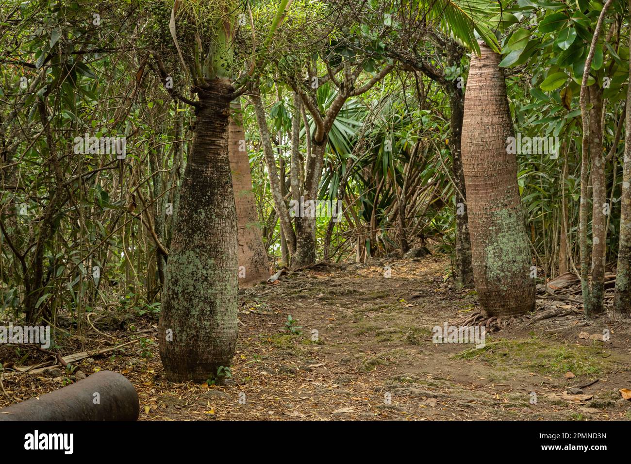 Critically endangered Bottle palms Hyophorbe lagenicaulis on Ile aix Aigrettes island, Mauritius Stock Photo