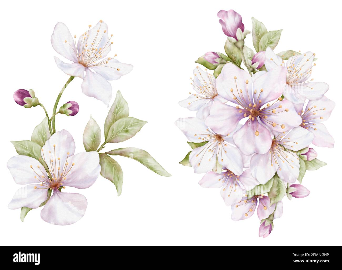 Set of Watercolor light pink cherry blossoms blooming on the branches ...