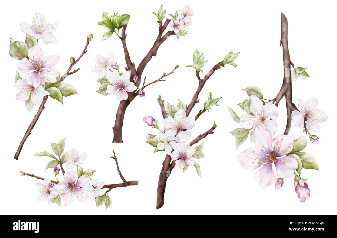 Set of Watercolor light pink cherry blossoms blooming on the branches ...