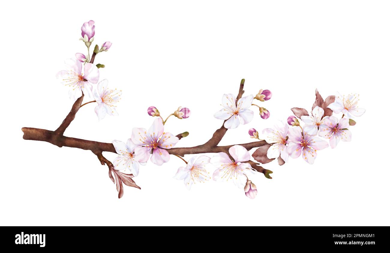Watercolor magenta cherry blossoms bloom on the branches. Cherry