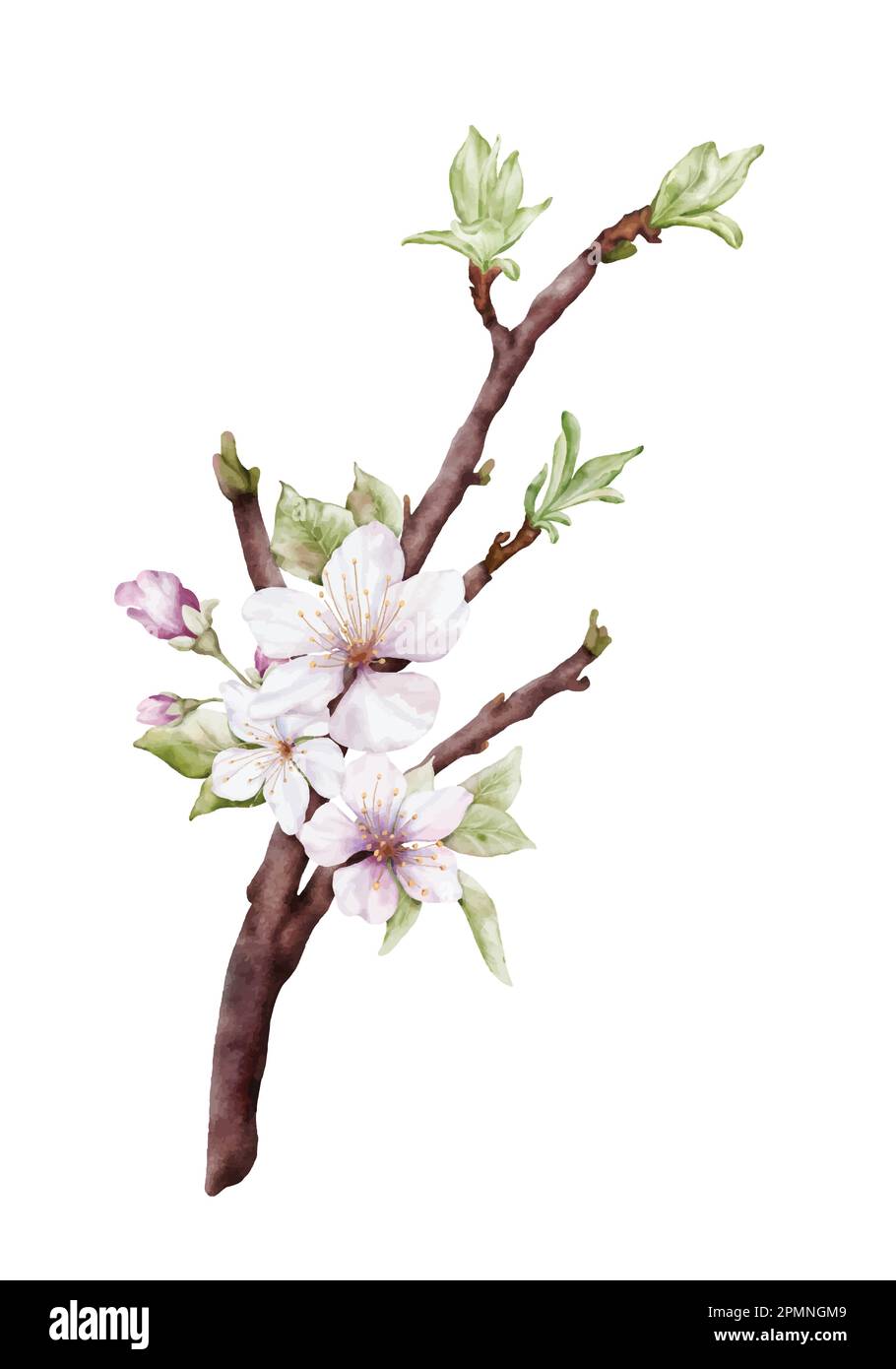 Watercolor light pink cherry blossoms blooming on the branches. Cherry blossom and leaves branch bouquet vector isolated on white background. Suitable Stock Vector