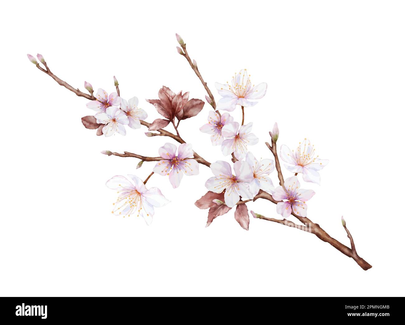 Watercolor magenta cherry blossoms bloom on the branches. Cherry blossom and leaves branch bouquet vector isolated on white background. Suitable for d Stock Vector