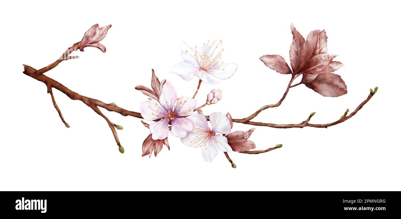 Watercolor magenta cherry blossoms bloom on the branches. Cherry blossom and leaves branch bouquet vector isolated on white background. Suitable for d Stock Vector