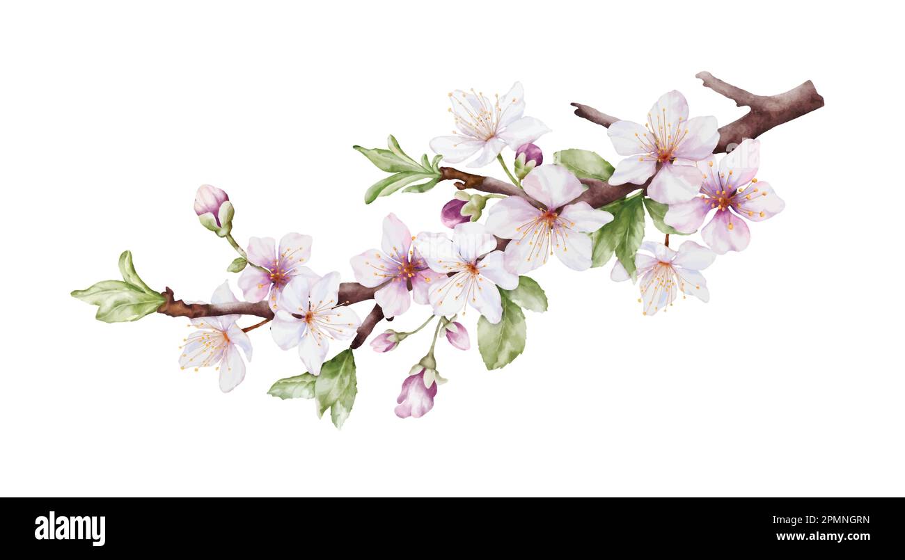 Watercolor cherry blossoms bloom on the branches. Cherry blossom and green leaves branch bouquet vector isolated on white background. Suitable for dec Stock Vector