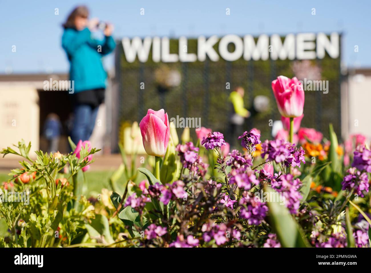 Mannheim, Germany. 14th Apr, 2023. A visitor photographs flowers in