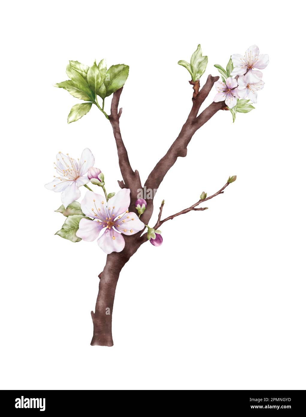 Watercolor light pink cherry blossoms blooming on the branches. Cherry blossom and leaves branch bouquet vector isolated on white background. Suitable Stock Vector